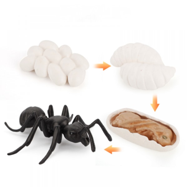 Dyrevekstsyklus Biologisk modell Leketøysvekststadium Naturtro maur Livssyklusmodell Lekesett for barn Utdanning Insekt-tema-festfavoritter