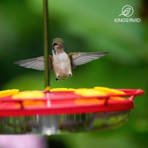 WJHummingbird Feeder med værbeskyttende kuppel, skål nektar fuglematere for utendørs henging - 6 biebeskyttelsesmateporter og innebygd maurtå ( Red