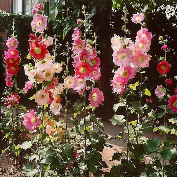 35 Stokrosefrø Semi-vilde Permakultur