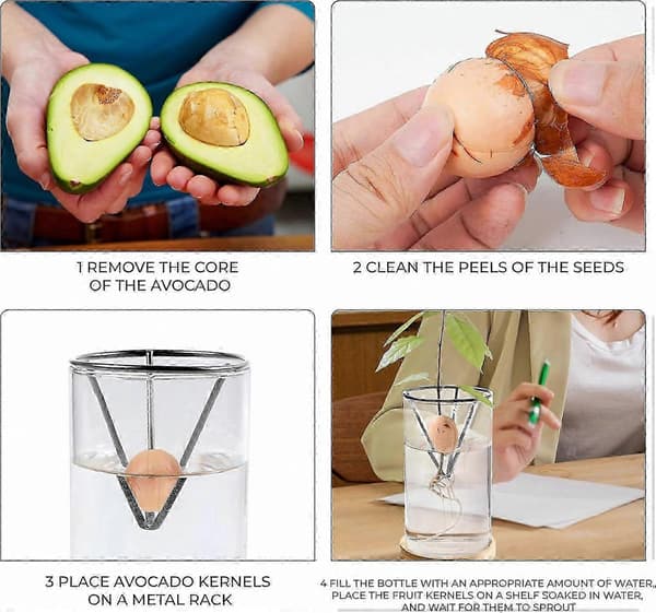 Avokadoodlingskit Glasvas Bambubas Enkel Frögroning Rotvisning