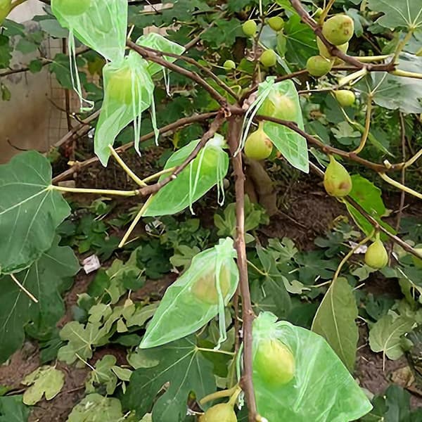 50x Fruktskyddsnätpåsar Dragsko Trädgård Växtnätsskydd 30*40