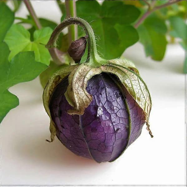 100 lilla tomatillofrø semi-vilde permakultur havefrø