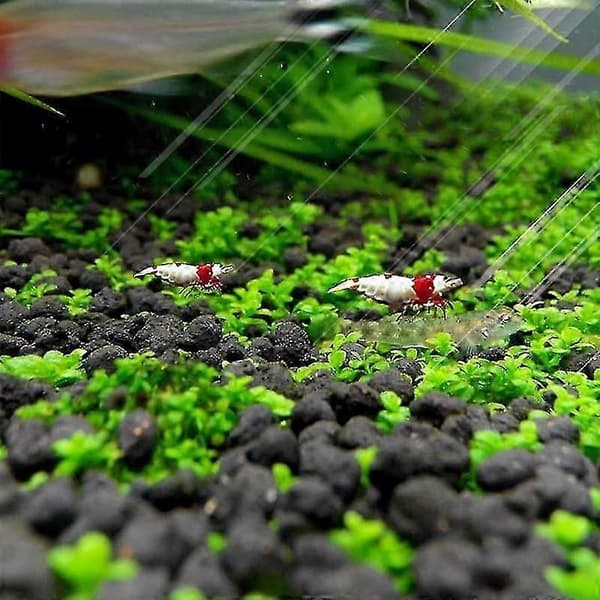 Växter för akvarium, dekorativt vattenlandskap Small Leaf