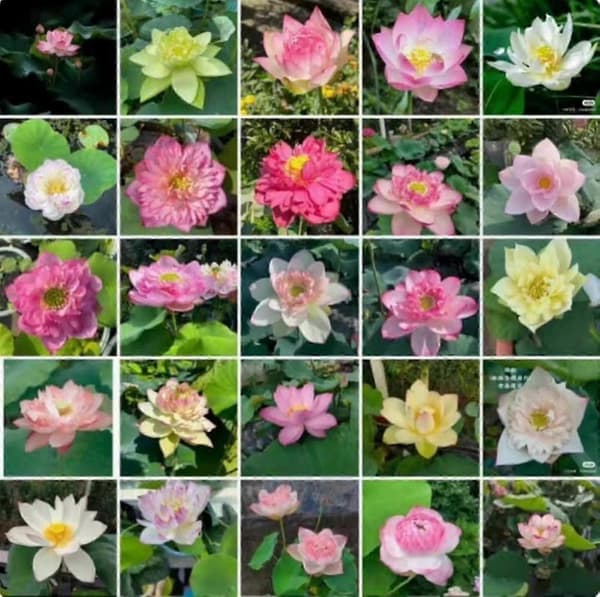 Lotusfrøsamling 100 Stykker Hårdføre Haveplanter Pakke til Lotusblomstdyrkere