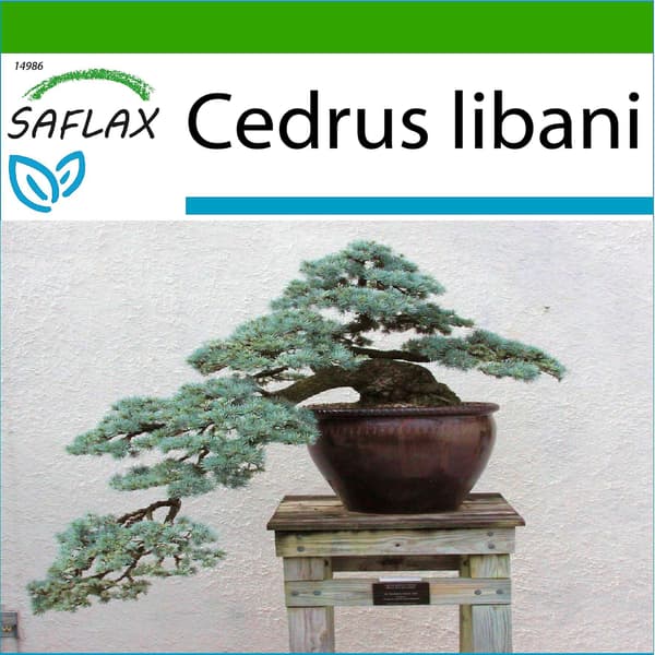 Saflax - 20 Bonsai Libanoncederfrön (Cedrus libani) med Substrat