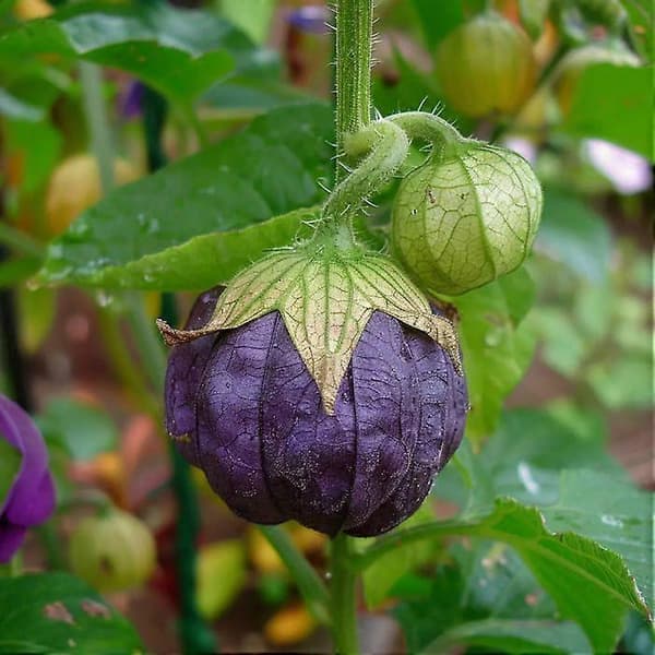 100 lilla tomatillofrø semi-vilde permakultur havefrø