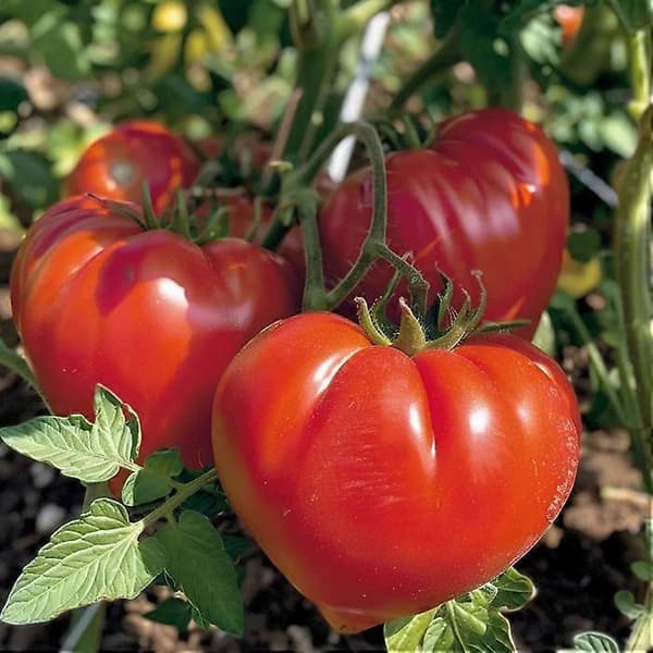 35 Oksehjerte Tomatfrø - Semi-vilde Permakultur Grøntsagsfrø