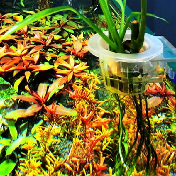 2 hängande akvarieväxthållare akvariumkruka