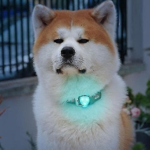 Hundehalsbåndlys