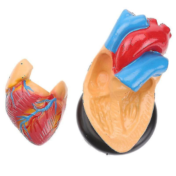 1 stk. Menneskehjertemodell Hjerte Anatomisk Modell Sykehus Undervisningsinstrument-mxbc