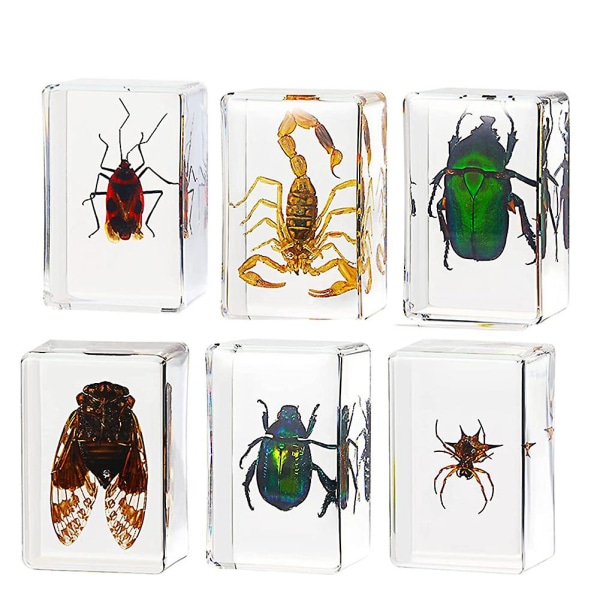 6-pak insektharpiksprøve Cicada Collection papirvægtharpiksprøver Forskellige insektprøver
