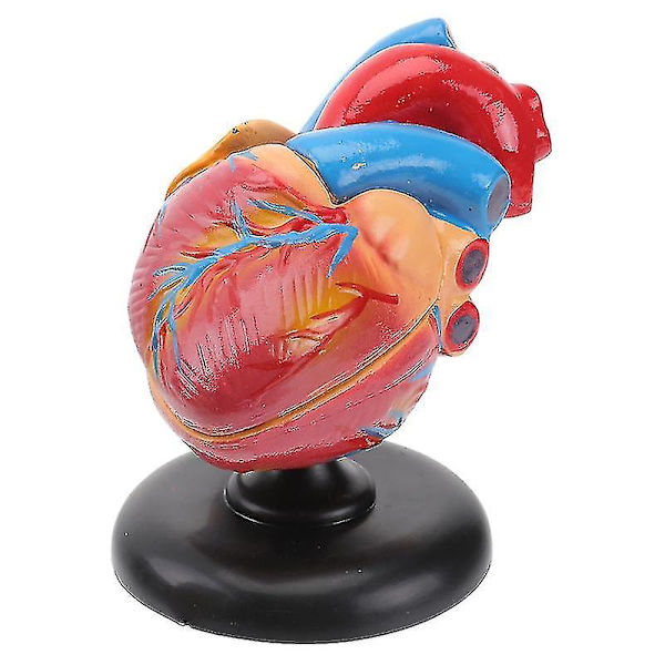 1 stk. Menneskehjertemodell Hjerte Anatomisk Modell Sykehus Undervisningsinstrument-mxbc