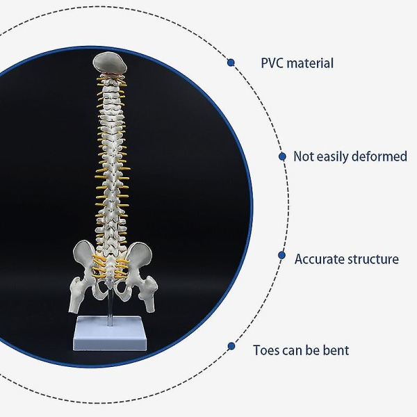 45 cm menneskelig rygsøjle med bækkenmodel menneskelig anatomisk anatomi rygsøjlemodel rygsøjlemodel+stand F