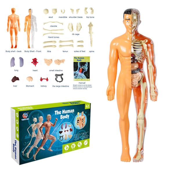3D Menneskekrop Torso Model til Børn Anatomi Model Skelet
