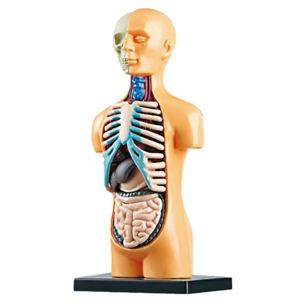 3d löstagbar anatomisk mänsklig bålkropp modell för utbildning leksak människokroppsstruktur undervisning för