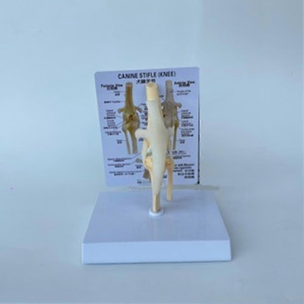 Hundens Knämodell - Anatomisk Modell av Hundens Led - Hundens Skelettmodell - Djurskelett Anatomi - Medicinsk Vetenskaplig Gåva
