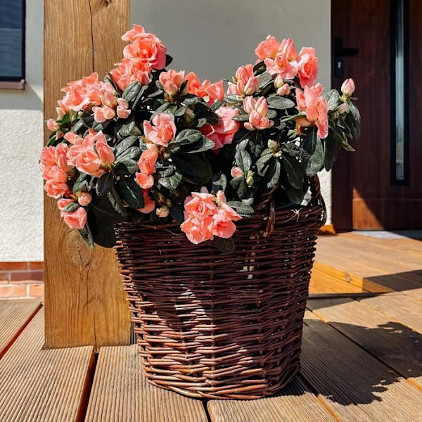 Creative Home Dark Wicker Planter | Höjd 30 cm | Handvävd | Inre skydd | Förvaring av blomkrukor kastanj