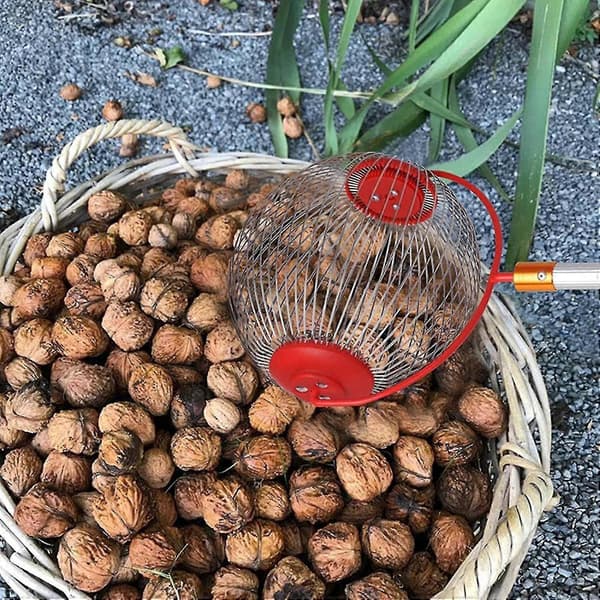 Nøddeplukker - Sideåbning til at tømme valnødder, rullende grankogleplukker, plukker, samler, boldplukker til valnødder, pekannødder S
