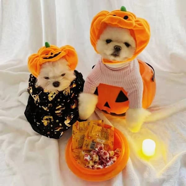 Halloween Hundehat Græskar Kæledyrshat SSTYLE 3 STIL 3 SStyle 3[XJ]