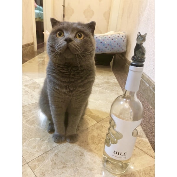 Vinprop til champagne og drikkeflasker (sort kat)
