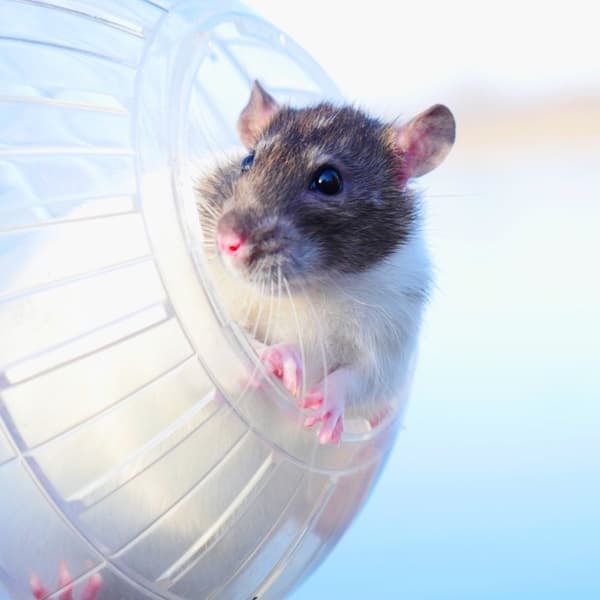 XJ-Transparent hamsterboll Ø 14 cm