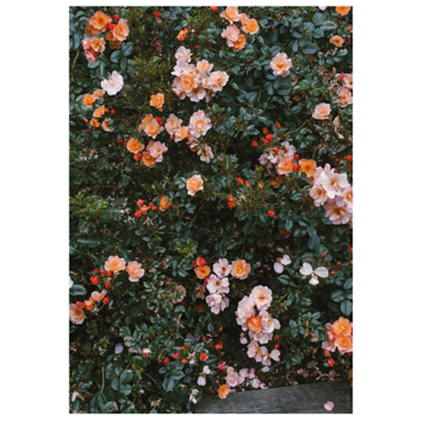 XJ-Fashion Poster Rosblomma Fjäder Nordisk Stil Canvas Målning B