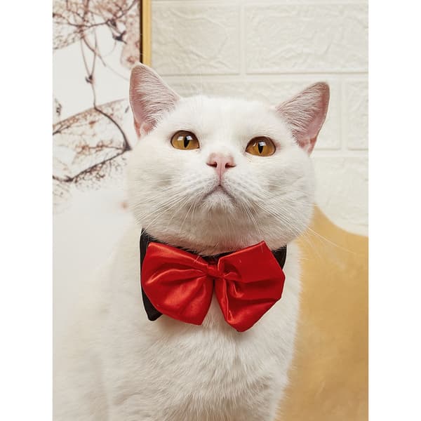 Formal Dog Bow Tie, 1-pack Red M