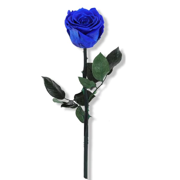Kongeblå konserverede roser, en perfekt gave til Valentinsdag eller Mors Dag.
