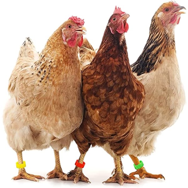 100 st/påse 20MM 001-100 Numrerade plastfjäderfä Flerfärgade gåsbensband Ringar för kycklingar, ankor, höns, fjäderfä, stort fjäderfä (blå)
