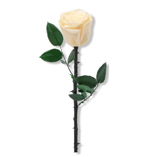 Gråa konserverade rosor, en perfekt present till Alla hjärtans dag eller Mors dag.