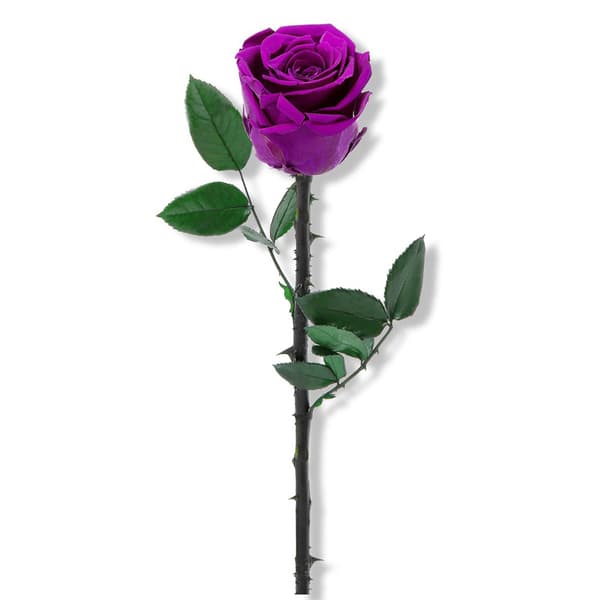 Søblå konserverede roser, perfekte til Valentinsdag eller Mors Dag.