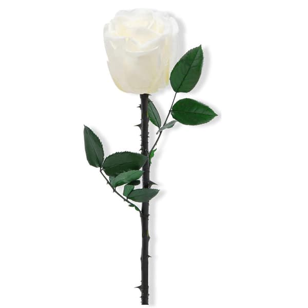 Søblå konserverede roser, perfekte til Valentinsdag eller Mors Dag.