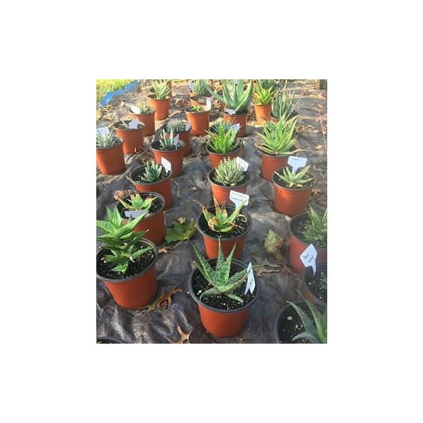 100 T-formet plantemærke til 6 x 10 cm planter, grøn
