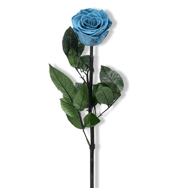 Søblå konserverede roser, perfekte til Valentinsdag eller Mors Dag.