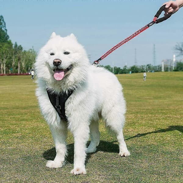 Snor til Stor Hund, Hundesnor Stor Størrelse fra 20 til 60 KG, Elastisk og Solid (75-110 CM Rød)
