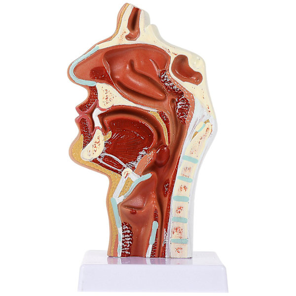1 stk. Næsehulemodel Mundhulemodel Svælget Strubehovedet Anatomisk Model