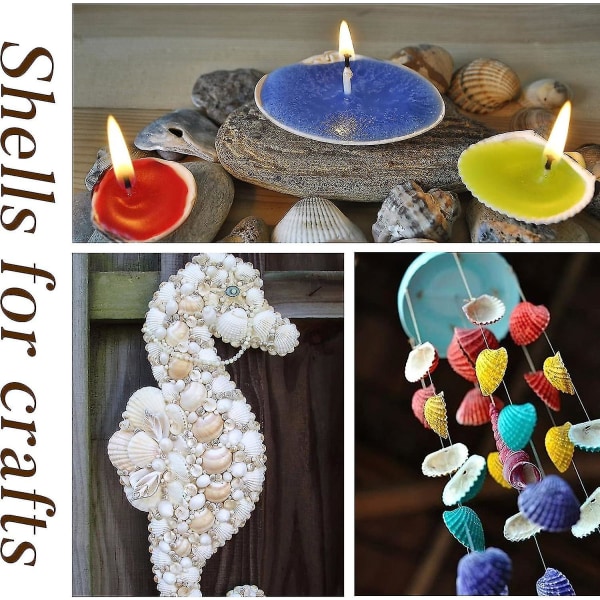 Små hamskaller til dekoration, 330g 140~160stk Bulk Tiny Seashells til håndværk 1/2\" - 1 1/4\", naturlige kammuslingeskaller til håndværk, boligindretning vase Fi