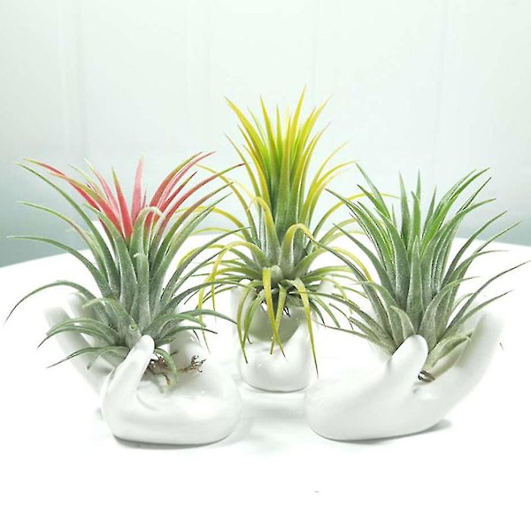 3 st keramiska mini handformade luftväxt hållare tekopp stativ hem Tillandsia ställ