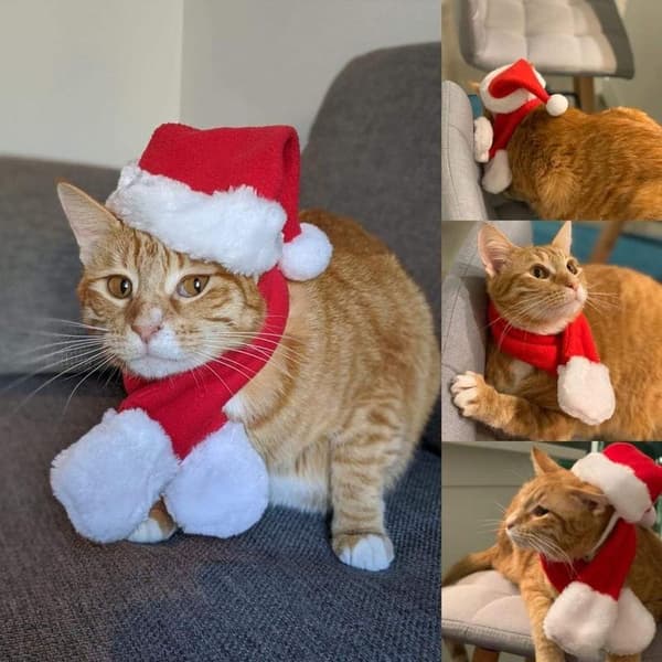 Jultomtekläder för katt, tomteluva och halsduk