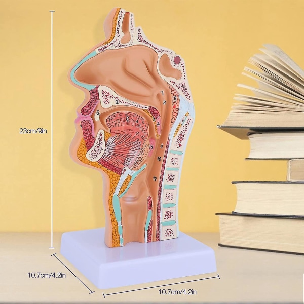 Nasalhulens anatomi modell menneskelig anatomisk svelg strupehode modell for studenter studievisning
