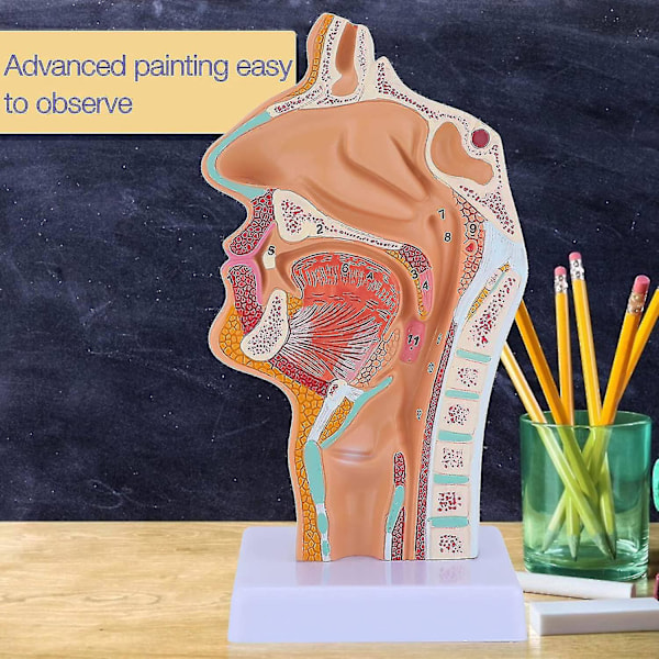 Nasalhulens anatomi modell menneskelig anatomisk svelg strupehode modell for studenter studievisning
