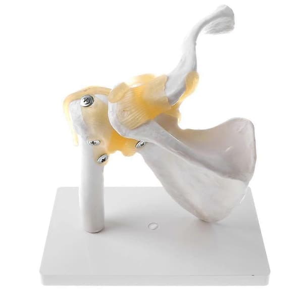 Mänsklig Skuldermodell, Flexibel, Anatomisk Skuldra