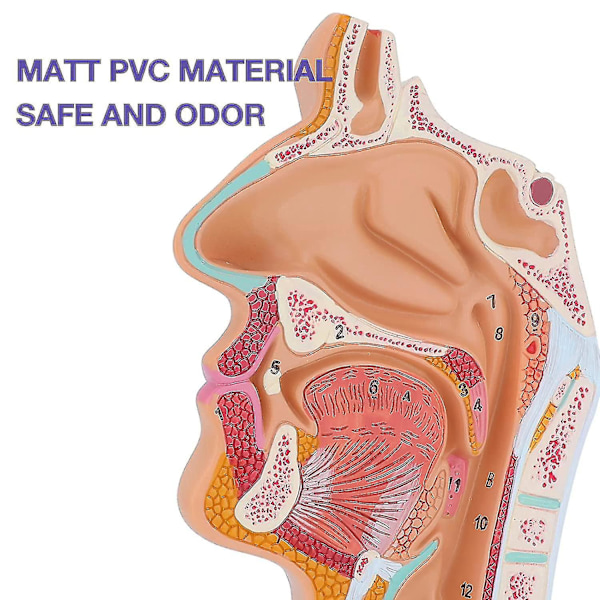 Nasalhåla Hals Anatomi Modell Mänsklig Anatomisk Svalg Larynx Modell För Studenter Studie Display