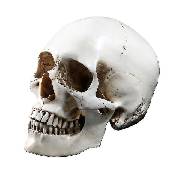 Livsstorlek 1:1 Human Skull Model Replica Resin Medical Anatomical Tracing
