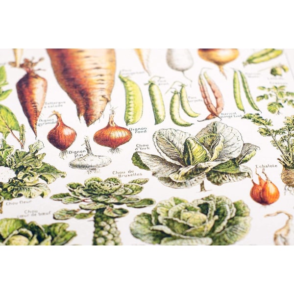 Vihannekset ja kasviskasvit -juliste - 30*40 cm, vintage juliste