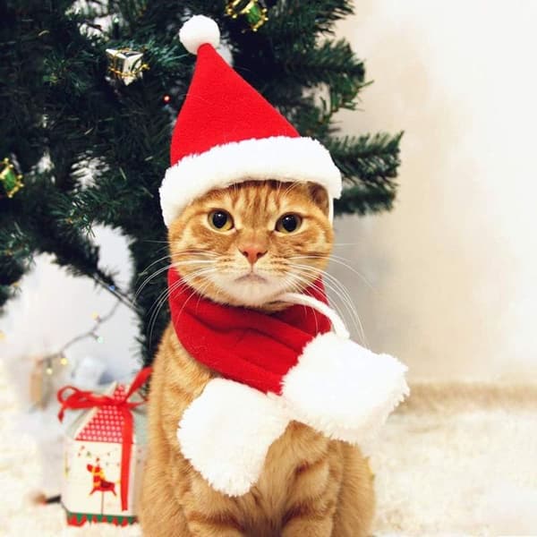 Jultomtekläder för katt, tomteluva och halsduk