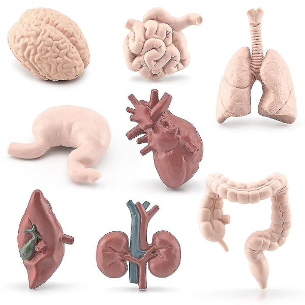 8 stk. Børns Videnskabsuddannelse Menneskelige Organ Hjerne Hjerte Lever Mave Tyktarm Tyndtarm Pædagogiske Ornamenter Menneskelige Model-- Hs