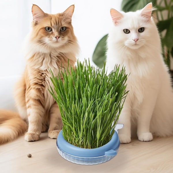 Kattgräsplantor för inomhuskatter - Planteringslåda för kattgräs, Jordfri kulturplanteringsbehållare för kattgräs, interaktiva leksaker för katthundar