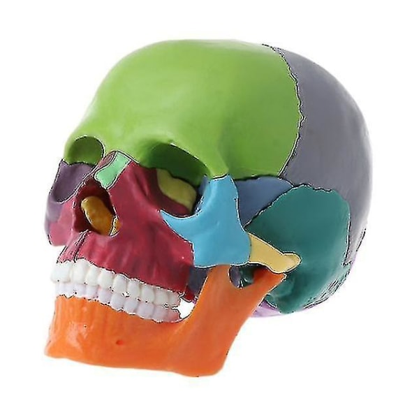 4d demontert fargehodeskalle Anatomisk modell Avtakbart læreverktøy