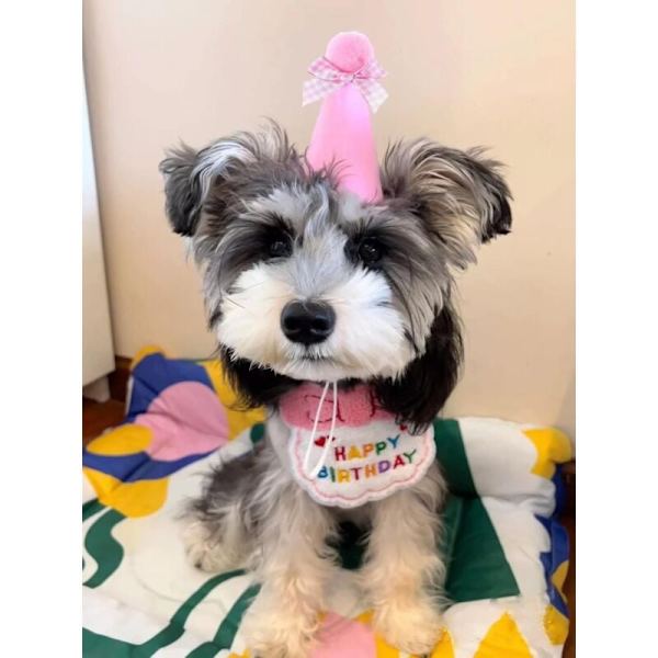 Bandana til kæledyr, kat og hund, tillykke med fødselsdagen - halstørklæder og partyhat - mini hunde - kæledyrstilbehør - pink a